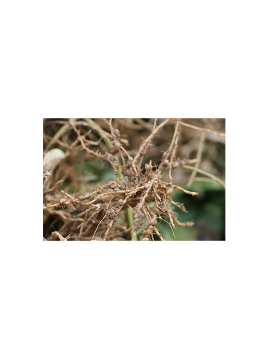 日本慢生根瘤菌