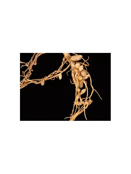 遼寧慢生根瘤菌